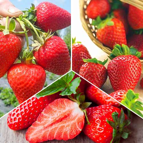 Tolles Angebot! Ultra wiederkehrende Erdbeere, Set von 3 Sorten interface.image 1 interface.art 5416